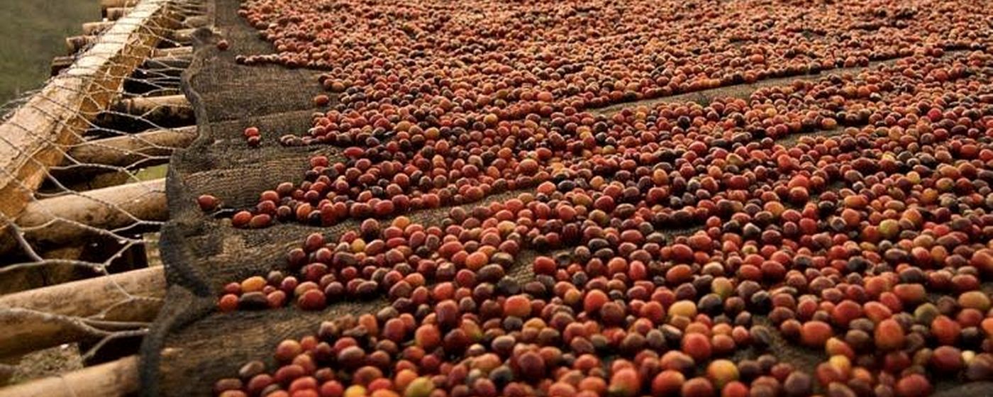 Quả cà phê phơi trên giàn