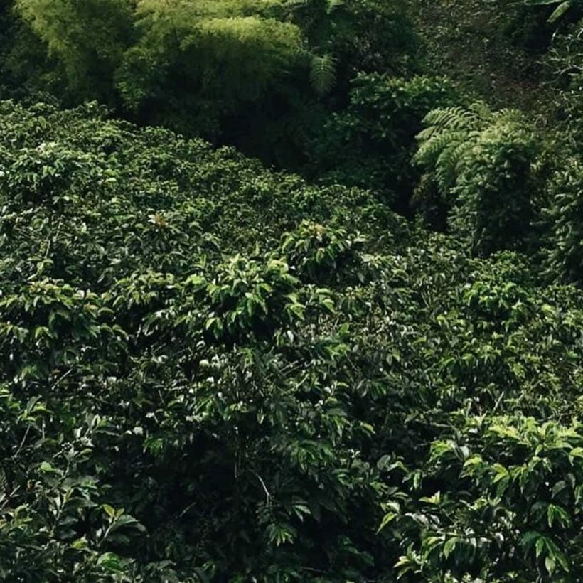 Bụi cà phê phủ kín sườn đồi Đắk Lắk