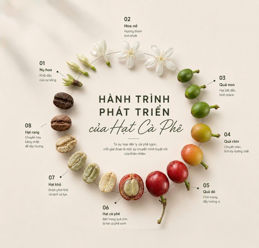 Sơ đồ hành trình phát triển của hạt cà phê, từ nụ hoa đến hạt rang