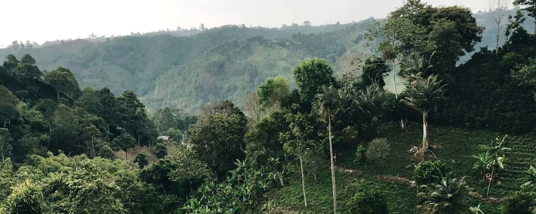 Vườn cà phê trên sườn đồi cao nguyên